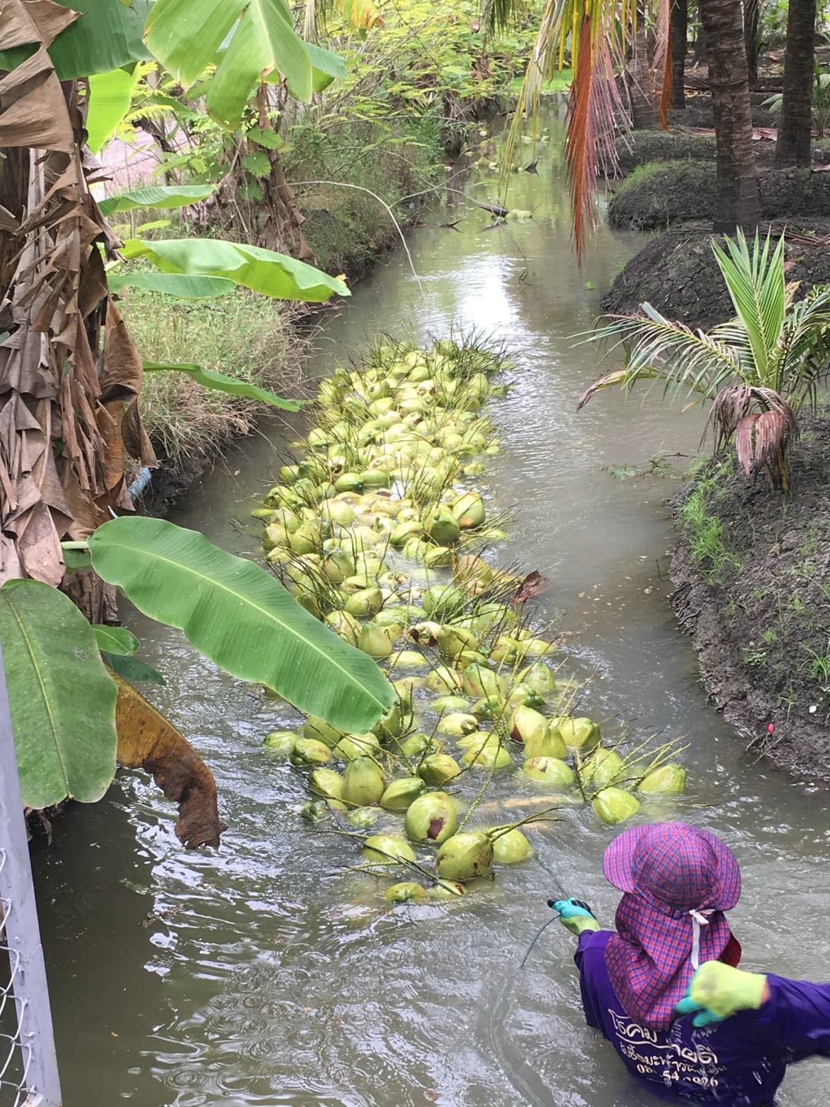 Hand-harvesting young coconuts in a Thai coconut grove by the canal